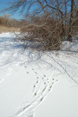 Deer taking advantage of frozen ponds to browse tupelo. MIKE BOTTNII