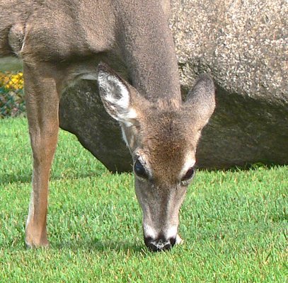 East Hampton Village has been carrying out a controversial deer sterilization program.