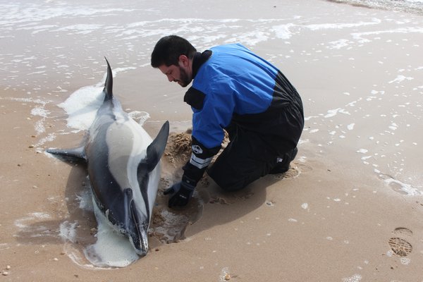 A rescue team from the Riverhead Foundation for Marine Research and Preservation in Riverhead tried to save a dolphin that was found washed ashore in East Hampton on Saturday. COURTESY OF THE RIVERHEAD FOUNDATION FOR MARINE RESEARCH AND PRESERVATION