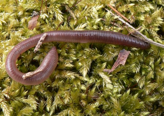 More than 90 percent of the earthworms found in New York are non-native species that are beneficial in our man-made gardens but harmful to many forest soil communities MIKE BOTTINI