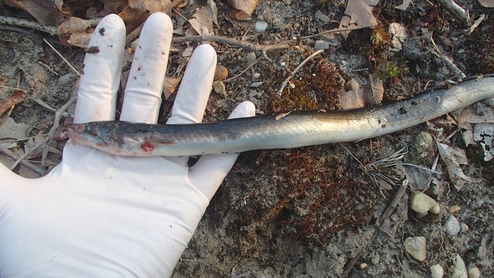One of many dead mature eels found in the Long Pond Greenbelt’s Ligonee Brook recently