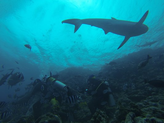 Alexandra DiGiacomo's GoPro pictures during her dive in Fiji. Alexandra DiGiacomo