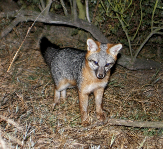 Gray Fox