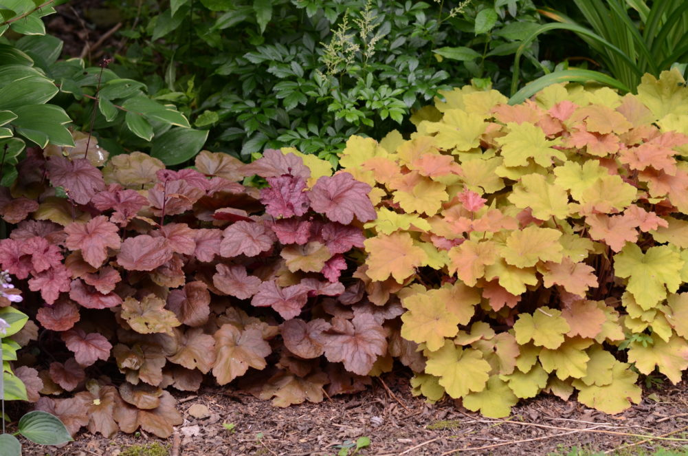 Heuchera “Beaujolais” (left) and “Caramel” (right) are my favorite Heuchera color combinations. Both do well in light or high shade and will burn in full sun. Both are relatively hardy but expect to make some replacements after two to three years.