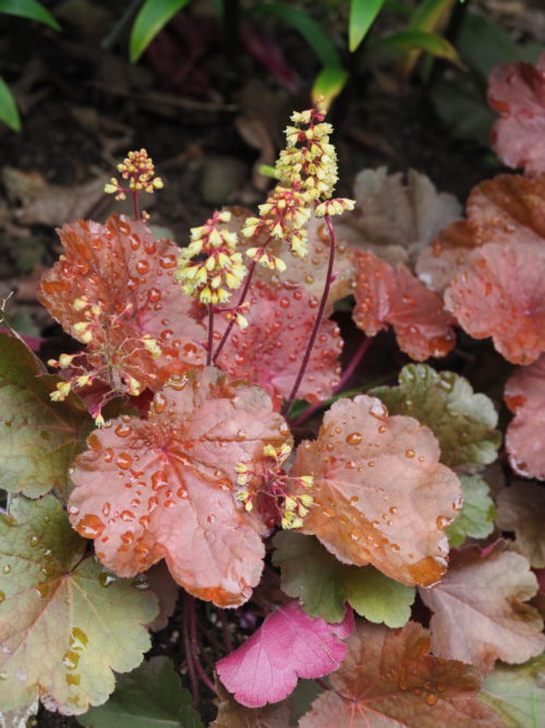 Heuchera “Blondie Little Cutie” was an introduction of the twenty-teens. It’s proven to be reliably hardy, compact and is one of the few Heucheras to have attractive yellow flowers in the summer. It makes a great edger.