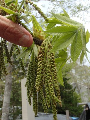 Pollen-containing male flowers form conspicuous drooping catkins on hickory. MIKE BOTTINI
