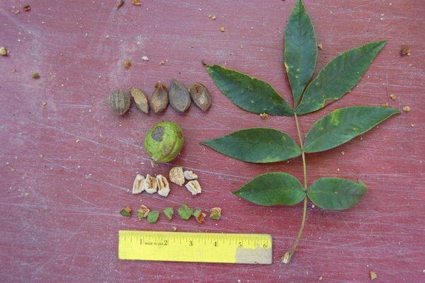Grey squirrels have been busy feeding on hickory nuts this month. The compound leaf of the mockernut hickory (right)