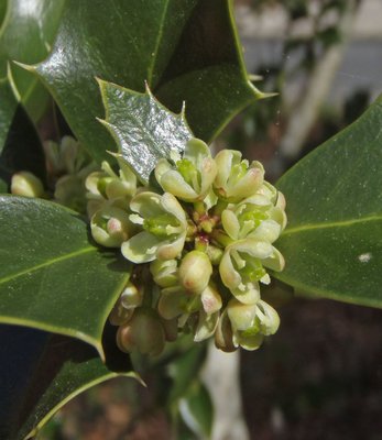 Holly flowers in bloom. MIKE BOTTINI