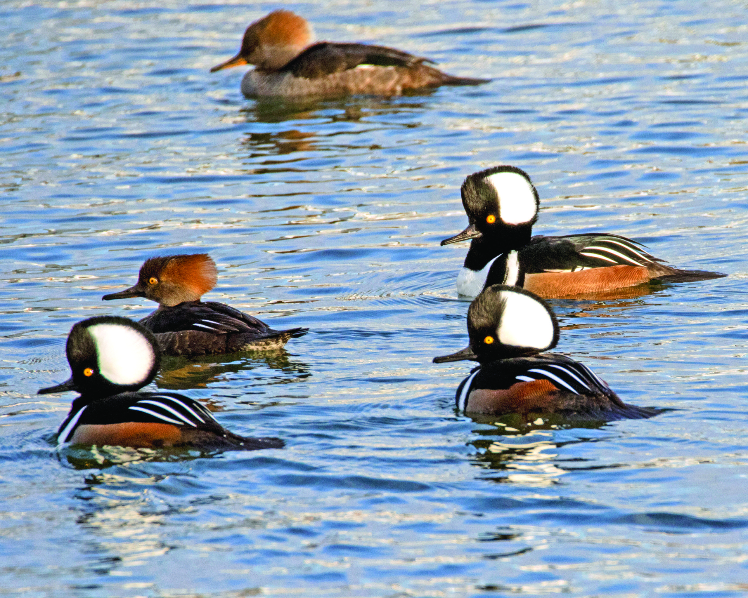 Hooded mergansers