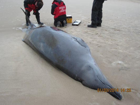Southampton Village Highway Department workers used a backhoe and a payloader to lift the beaked whale into their truck
