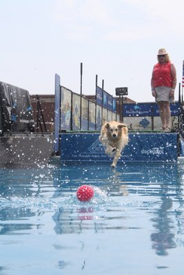  which requires dogs to jump off a long platform into a pool. CAILIN RILEY