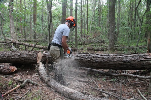 Town land management staff have cut down nearly 500 trees this year in hopes of stanching the spread of pine beetles again.  KYRIL BROMLEY
