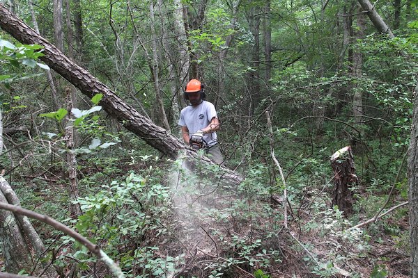 Town land management staff have cut down nea