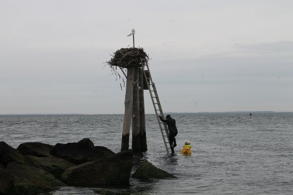 Dell Cullum and Mike Martinsen braved the water to reach the nest. KYRIL BROMLEY
