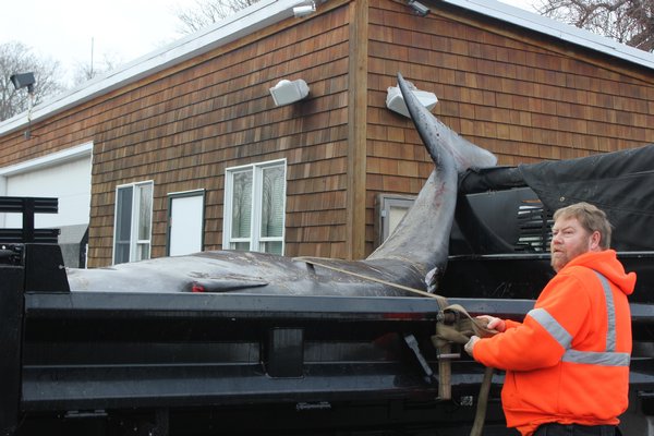 Southampton Village Highway Department workers used a backhoe and a payloader to lift the beaked whale into their truck