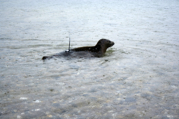  a harbor seal rescued in Westhampton Dunes in February.
