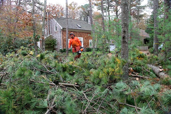 Workers were cutting down pitch pine trees in Northwest Woods on Tuesday. KYRIL BROMLEY