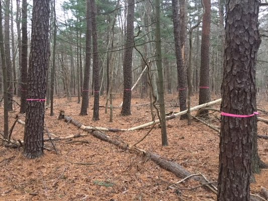 Pitch pine trees flagged for being infested with southern pine beetles on East Hampton Town property on Route 114. COURTESY ANDREW GAITES