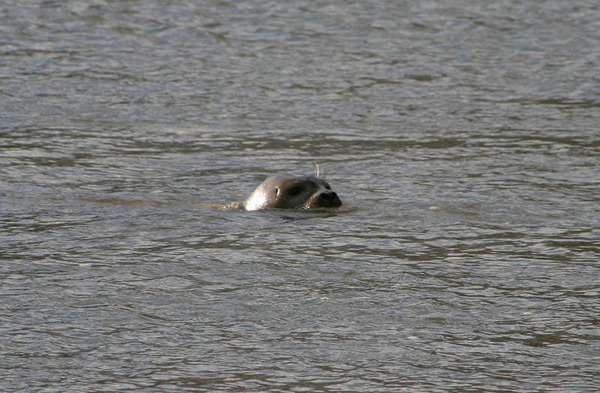 Otter Pond in Sag Harbor has a new resident. A harbor seal has been swimming and hunting for food in the pond for a while and seems to be making himself/herseilf at home.