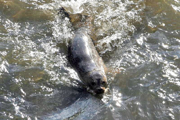 Otter Pond in Sag Harbor has a new resident. A harbor seal has been swimming and hunting for food in the pond for a while and seems to be making himself/herseilf at home.