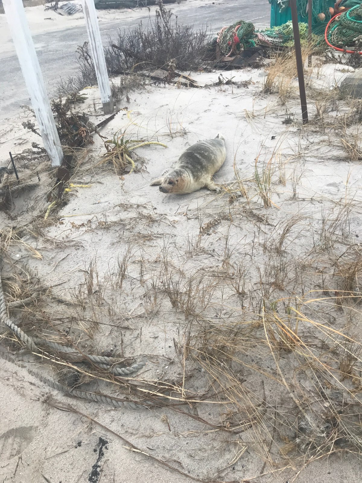 A seal became trapped near the Shinnecock Commercial Docks when a 30-foot section of dune breached nearby on Saturday night. COURTESY JAY SCHNEIDERMAN