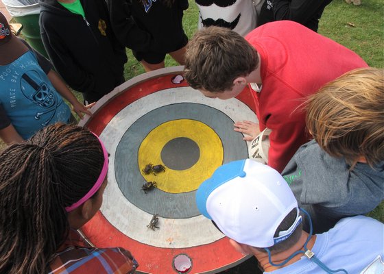 The crab races were a big hit at the FAll Festival in Montauk.