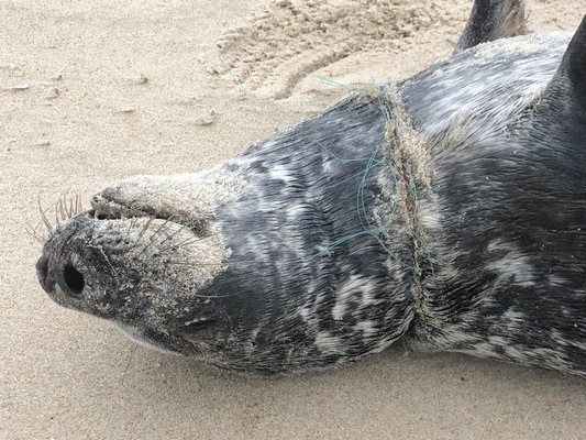 The Riverhead Foundation for Marine Research & Preservation is asking for the public’s help in locating a seal pup.