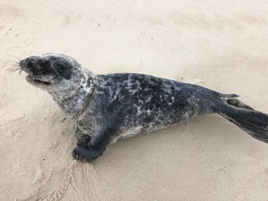 The Riverhead Foundation for Marine Research & Preservation is asking for the public’s help in locating a seal pup.