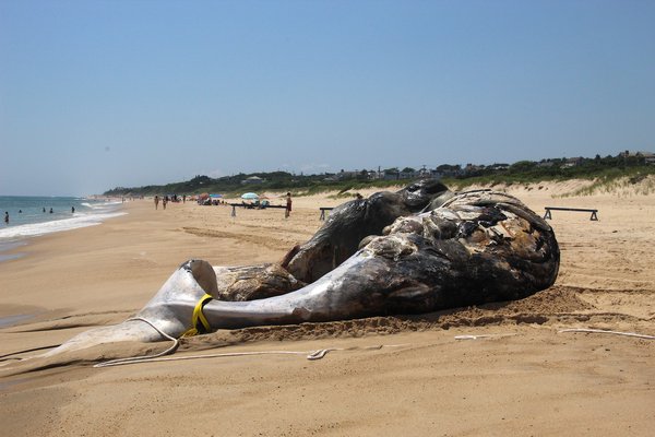 A deceased humpback whale was found off the shore of Montauk on Wednesday. On Friday afternoon