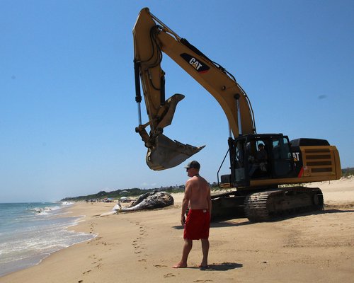 A deceased humpback whale was found off the shore of Montauk on Wednesday. On Friday afternoon