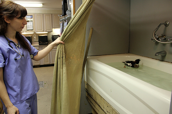 Wildlife Center Looks To Purchase System To Test Lead In Birds - 27 East