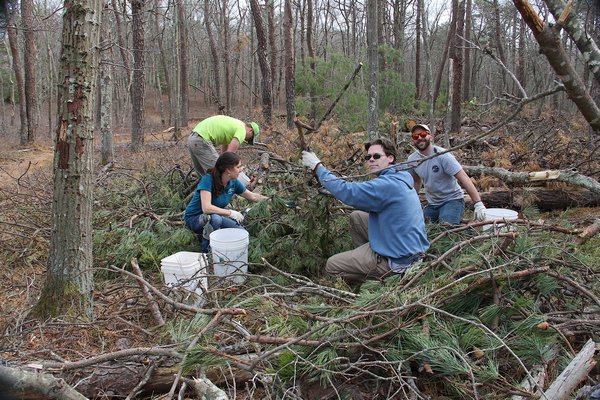 Members of the East Hampton Town Land Management Department picking up pitch pine cones from the Edward's Hole Nature Preserve