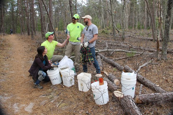 Members of the East Hampton Town Land Management Department picking up pitch pine cones from the Edward's Hole Nature Preserve