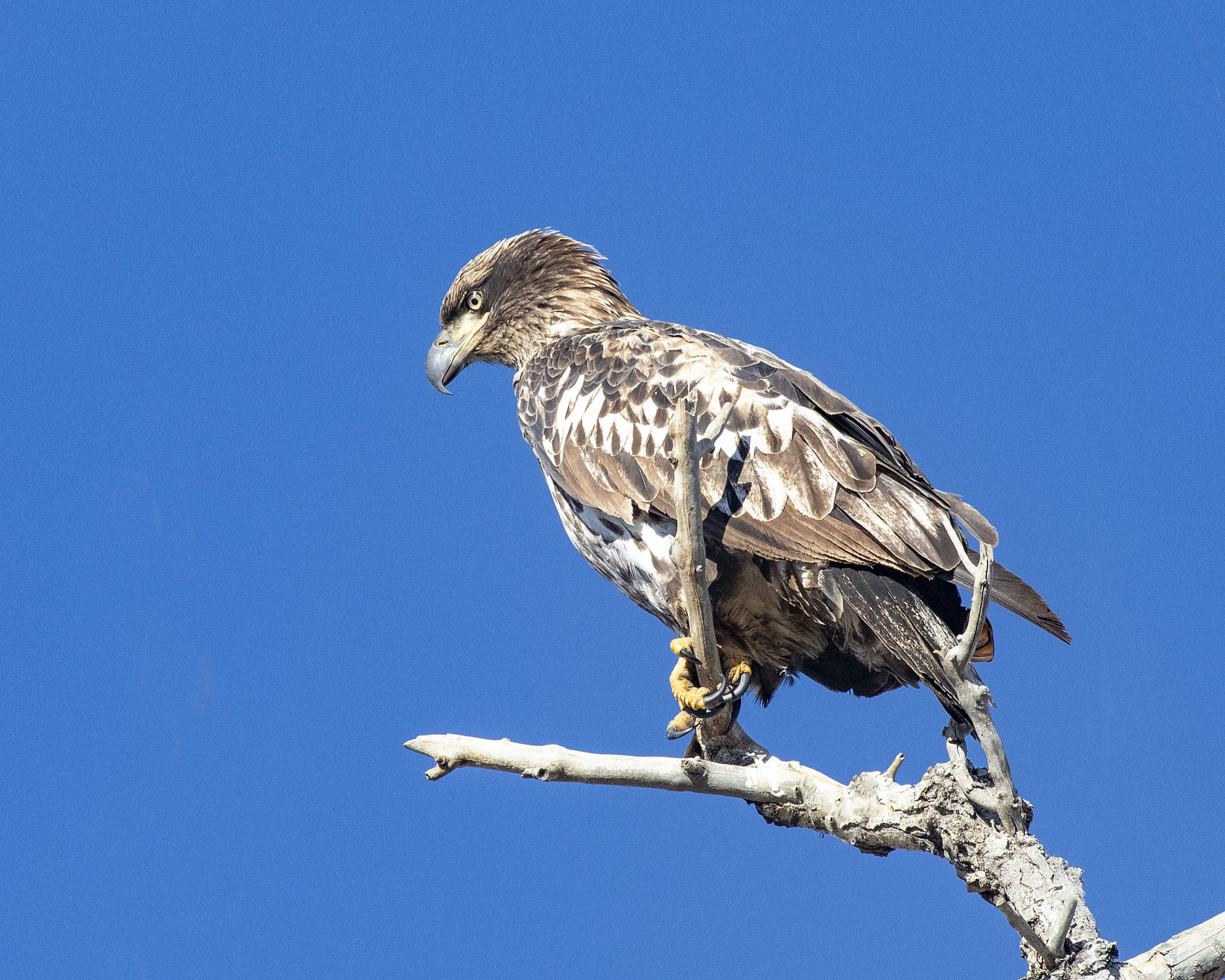 The juvenile bald eagle has a darker (blackish) bill and cere, and extensive white on its body, while the golden does not.