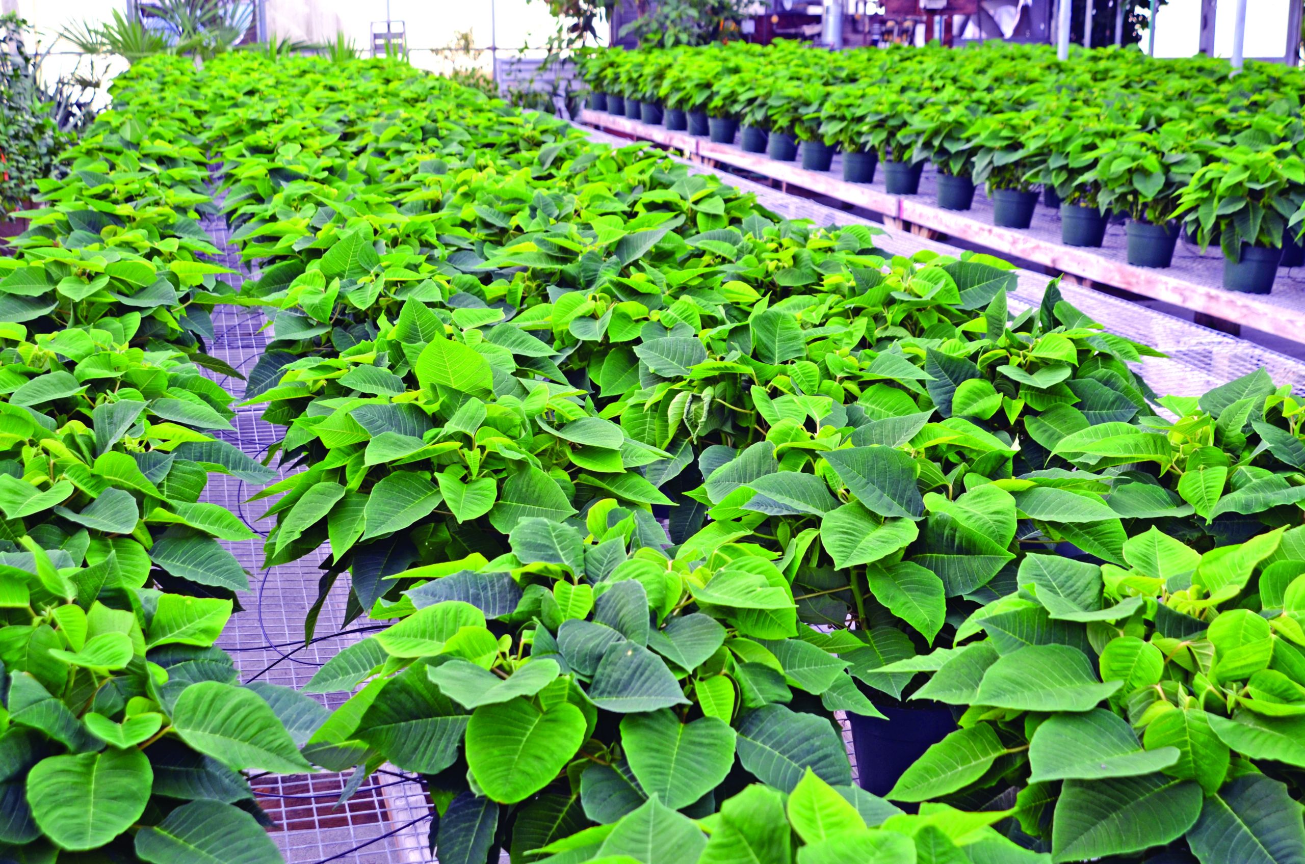 Poinsettias in the Smile Farms greenhouse before turning red. KIM COVELL