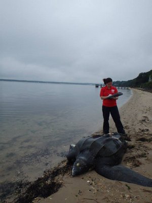 A leatherback sea turtle was found dead at the end of Atterbury Road in Shinnecock Hills on Wednesday. COURTESY RIVERHEAD FOUNDATION