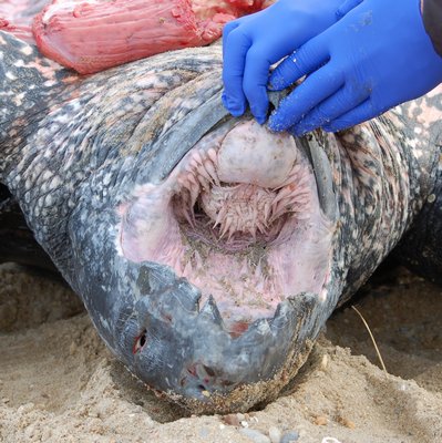 Among the unusual features of the leatherback sea turtle are the soft fleshy spines in its mouth and throat that move and guide its soft prey - jellyfish - down into its stomach. MIKE BOTTINI