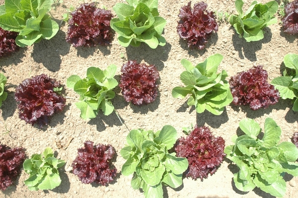 Slow Food of the East End is seeking three garden coordinators who are expected to help carry on the legacy of the late Josh Levine. Pictured is a photo the group said was taken by Mr. Levine during his time at Quail Hill Farm.
