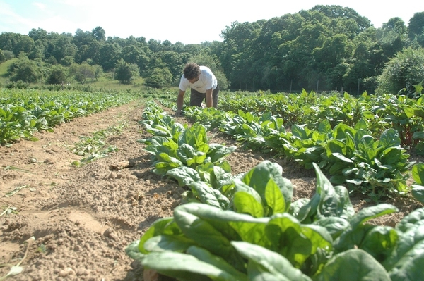 Slow Food of the East End is seeking three garden coordinators who are expected to help carry on the legacy of the late Josh Levine. Pictured is a photo the group said was taken by Mr. Levine during his time at Quail Hill Farm.
