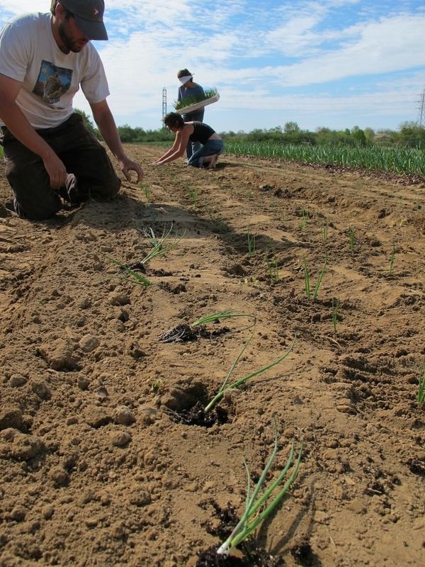 Slow Food of the East End is seeking three garden coordinators who are expected to help carry on the legacy of the late Josh Levine. Pictured is a photo the group said was taken by Mr. Levine during his time at Quail Hill Farm.
