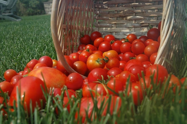 Slow Food of the East End is seeking three garden coordinators who are expected to help carry on the leg