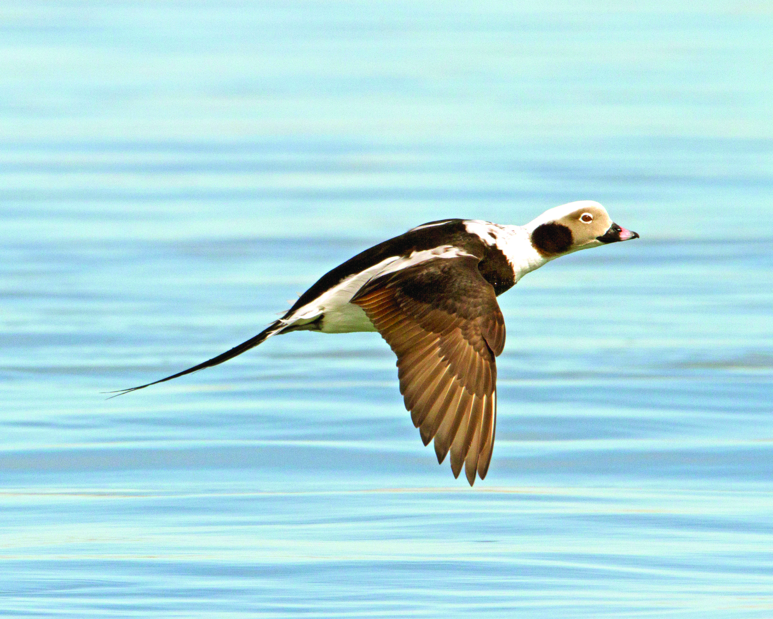 Long tailed duck