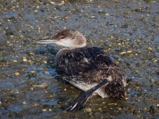This common loon was found beached on the Accabonac side of Louse Point