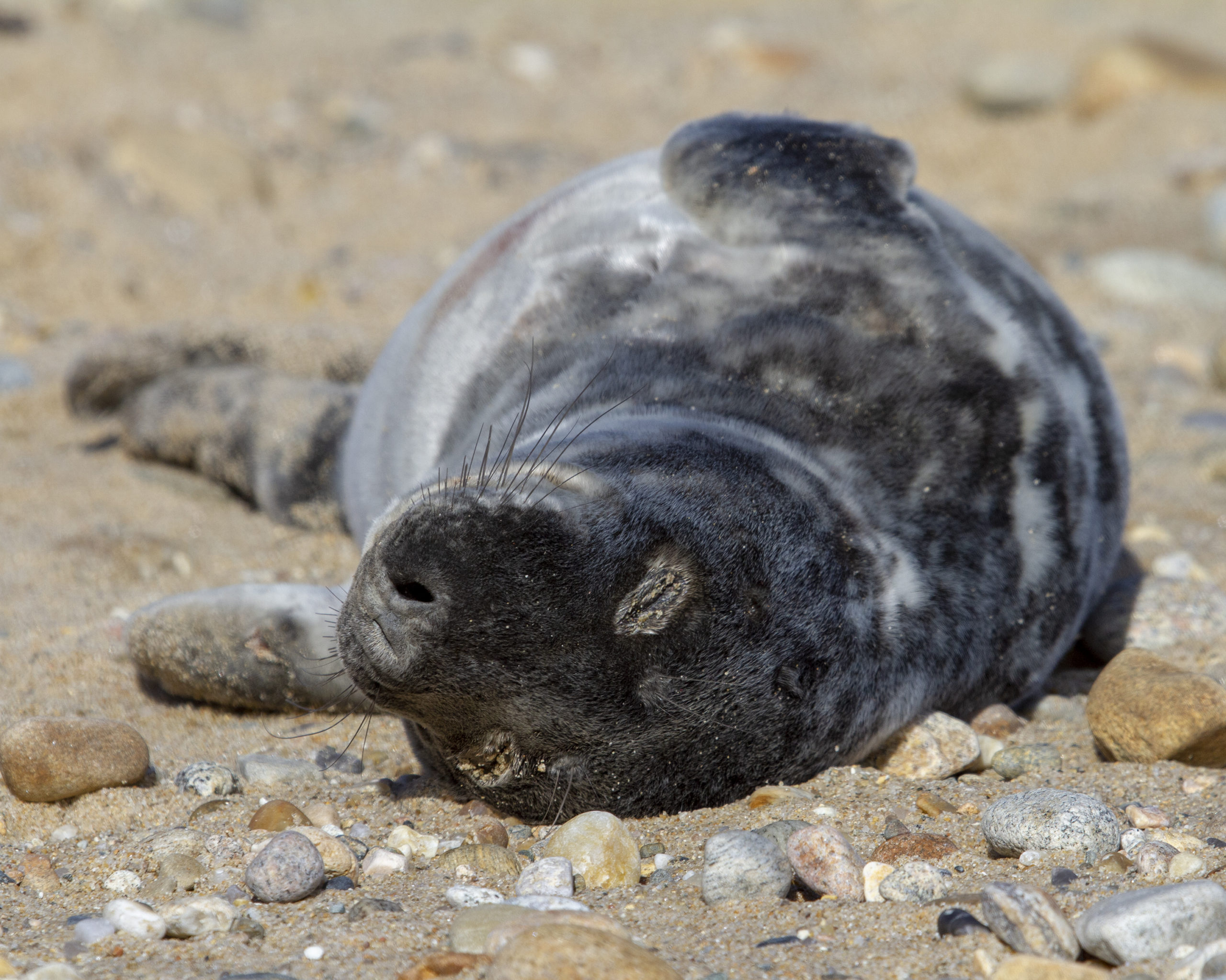 Male grey seal