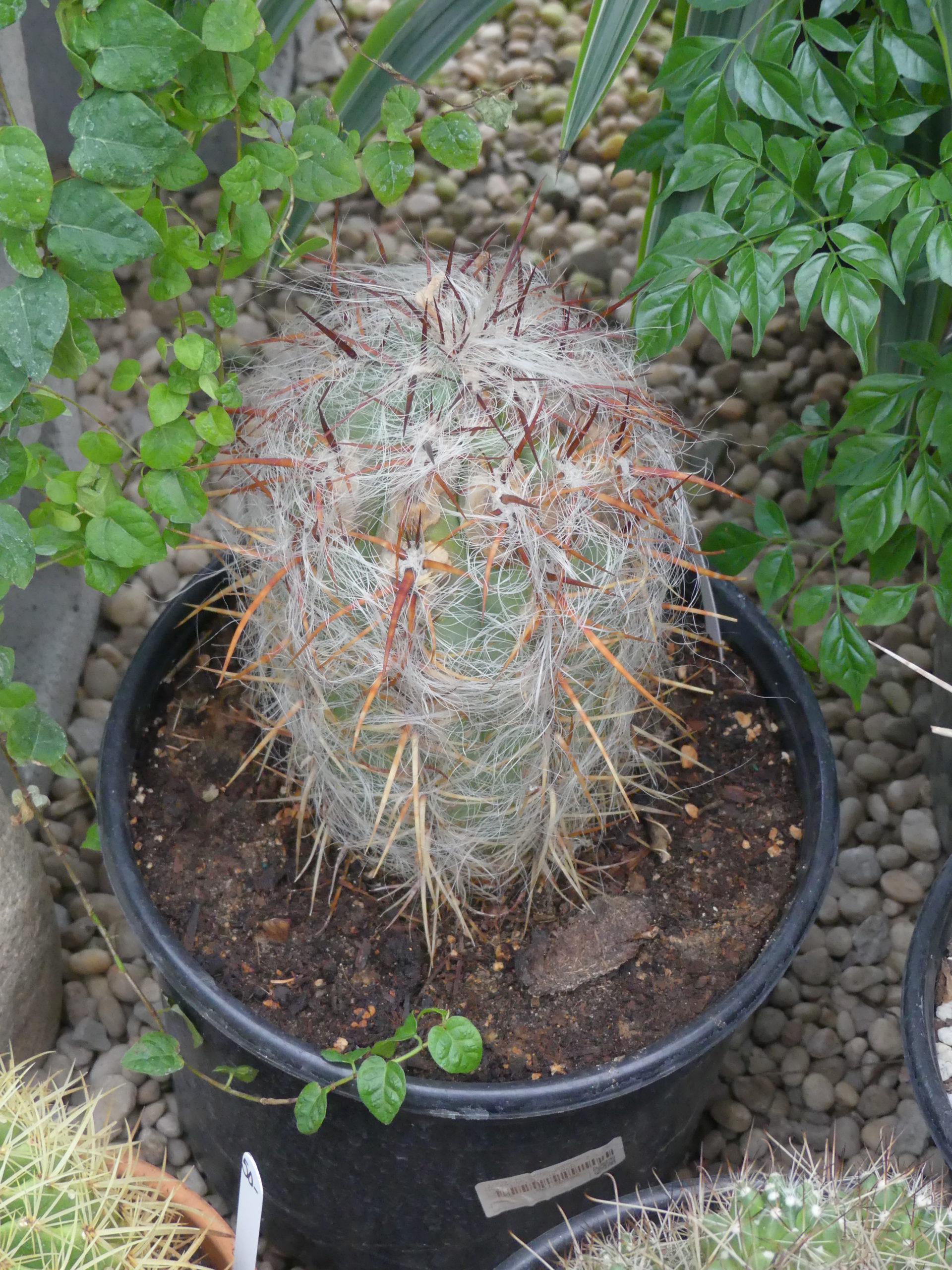 This unlabeled cactus is probably a Mammillaria cactus. This group can be barrel shaped or cylindrical, like this one. They can be “hairy” with spines or just with spines. Flowers can be white, red, yellow or pink. It looks both overpotted and in a plastic pot.