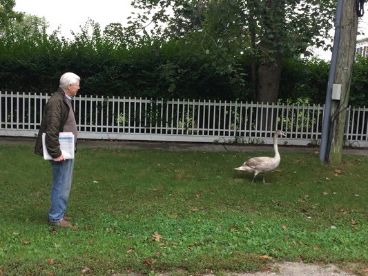 Sagaponack Village Mayor Donald Louchheim arrived on scene to assess the swan situation.