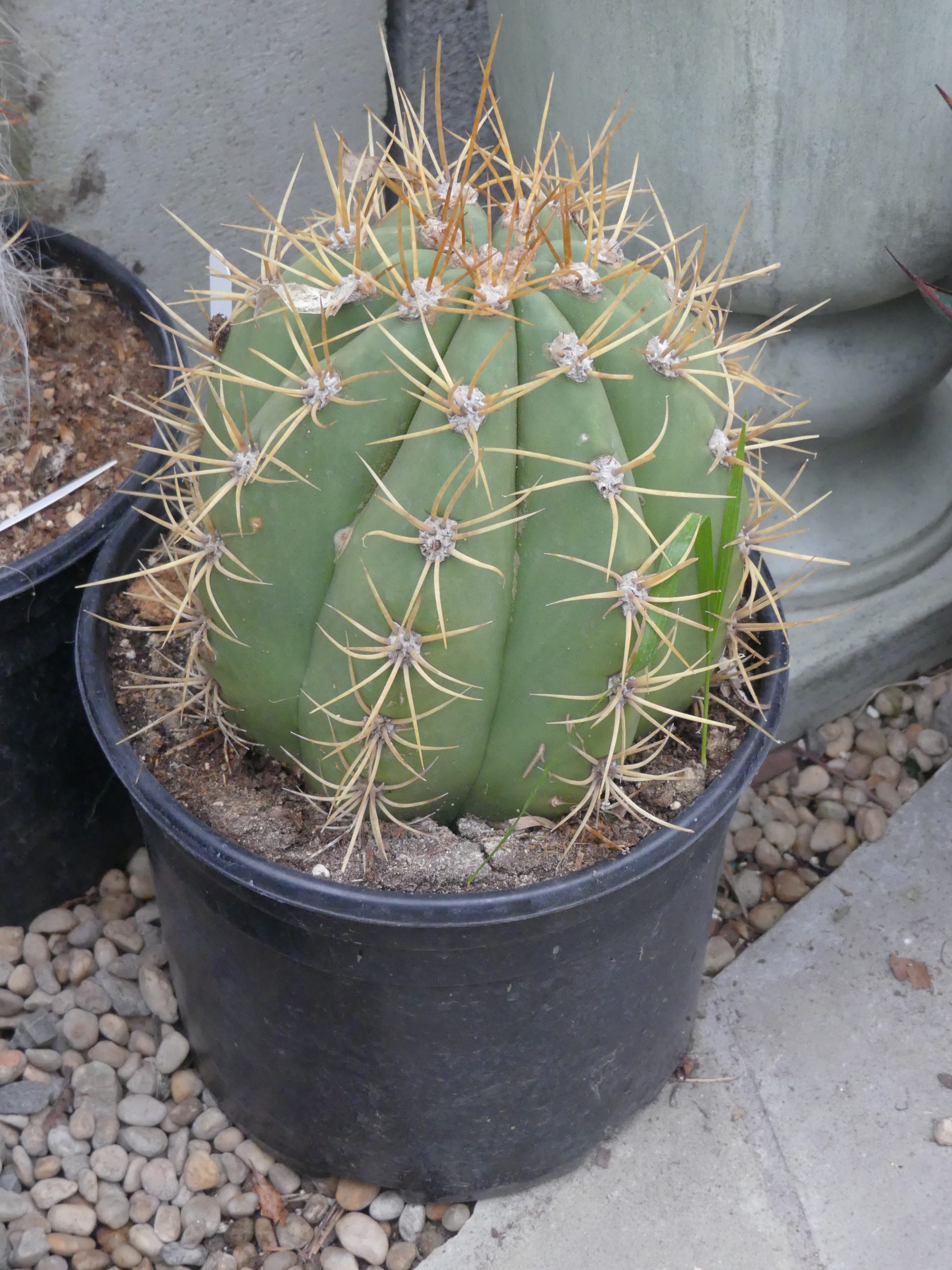 Probably Melocactus gisantes, but not tagged. About $15 in a 6-inch plastic pot.
