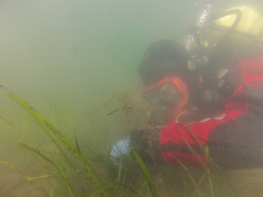 Hampton Bays Fire Department Dive Rescue Team members joined forces with Stony Brook-Southampton doctoral student Rebecca Kulp to collect zostera seed heads fro