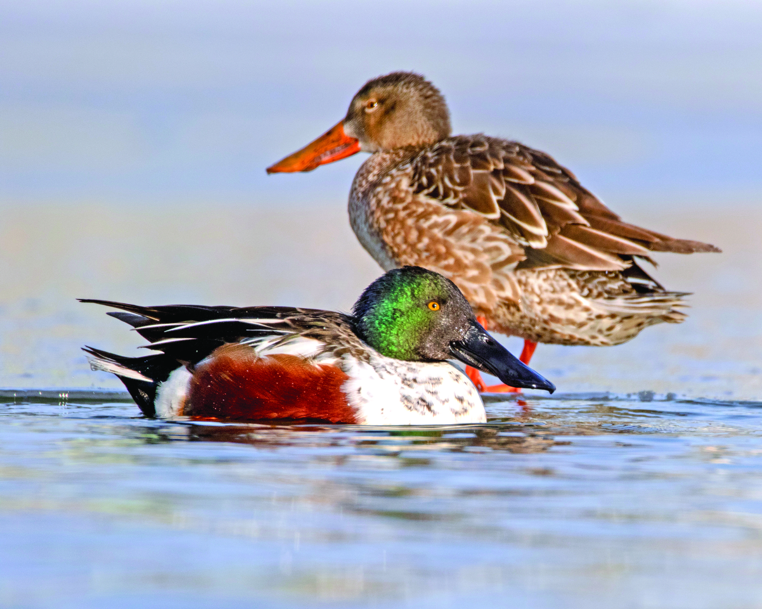 Northern shovelers