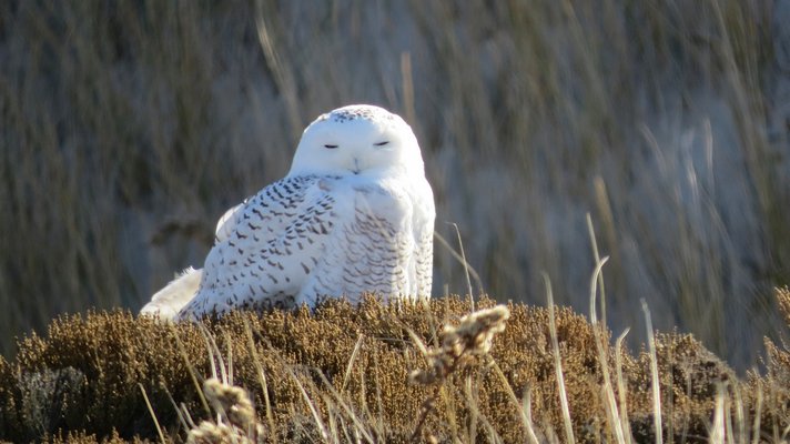 A snowy owl takes in the sights along Dune Road in East Quogue last week. EILEEN SCHWINN